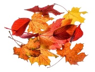 HERFST- bridgedrive op zaterdag 31 oktober a.s.